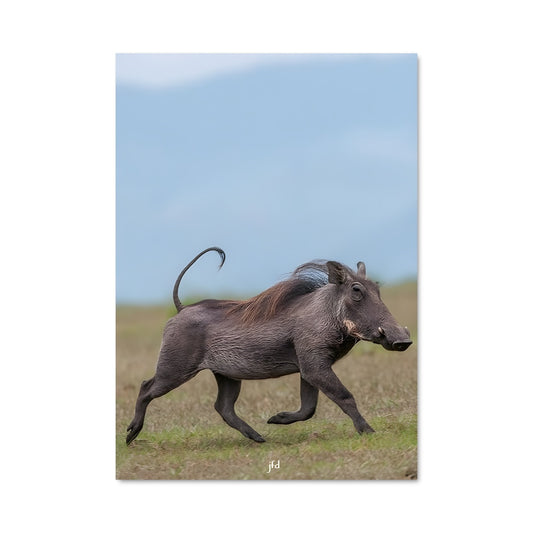 Poster Le Petit Warthog