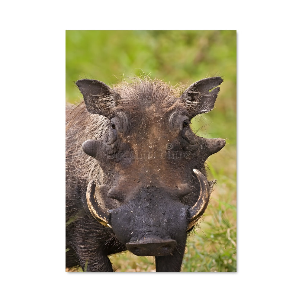Poster Warthog 84562