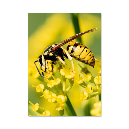 Poster La Guêpe Équilibriste