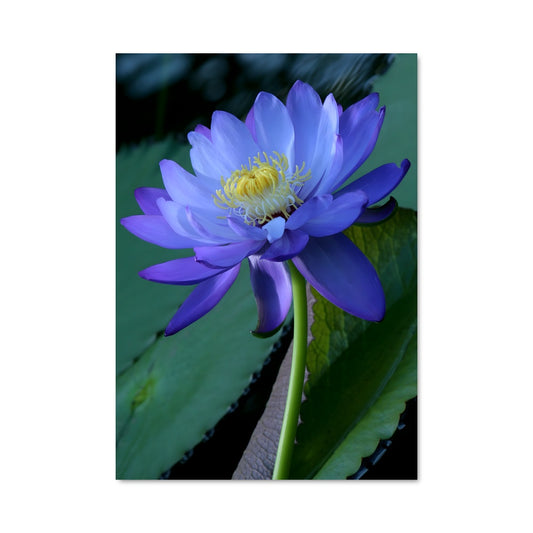 Poster Fleur de Nénuphar