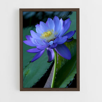 ap-water lily-6 cadre Bois foncé