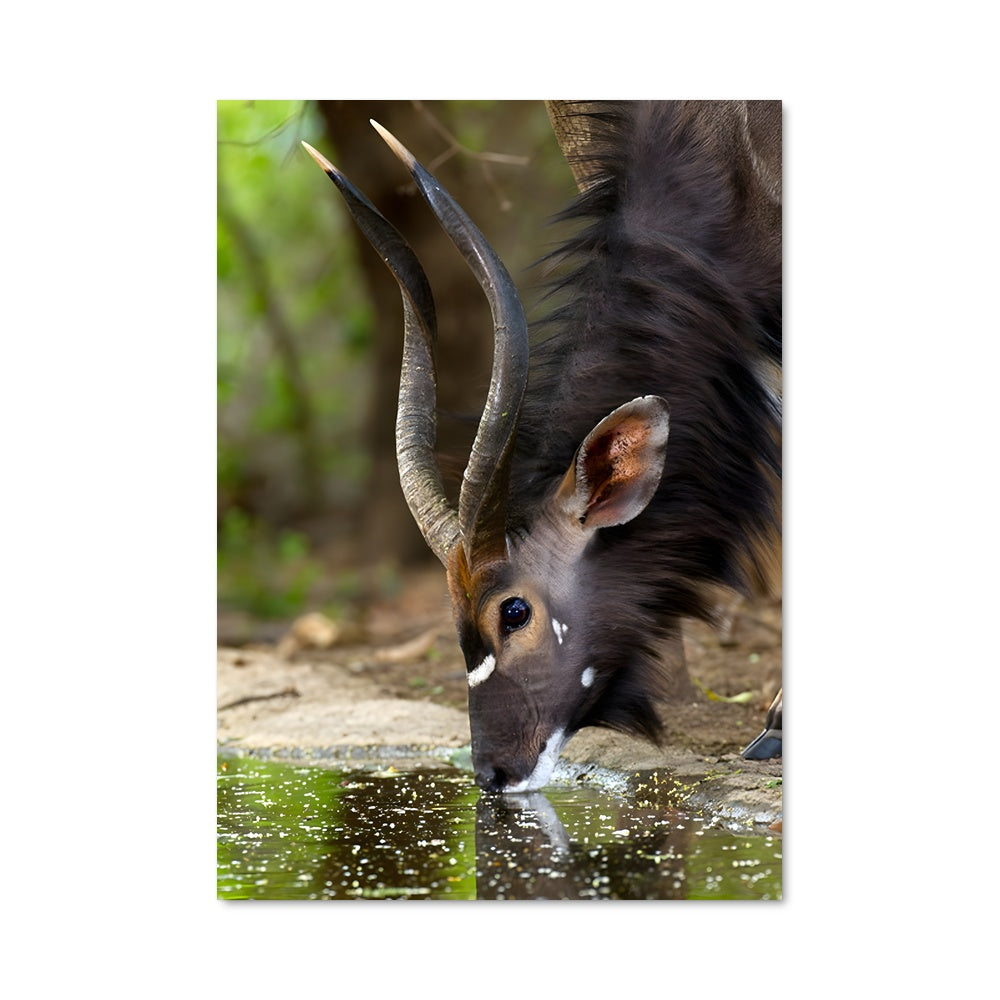 Poster La Soif du Sauvage