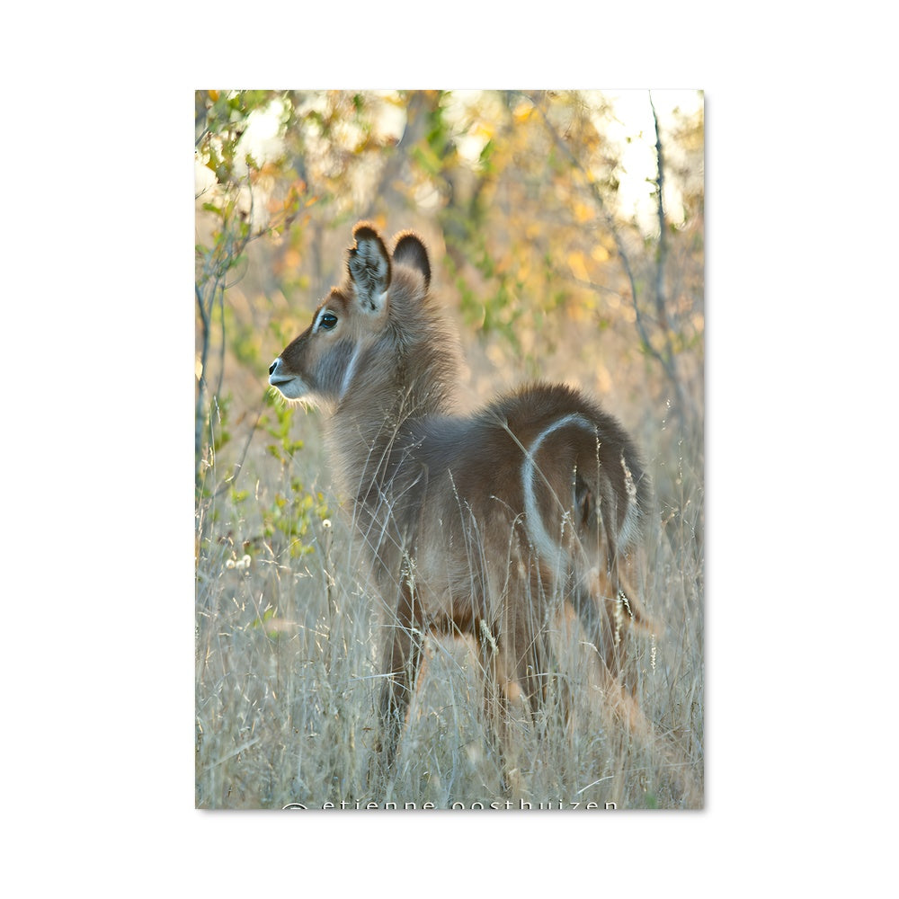 Poster Le Faon Éveillé