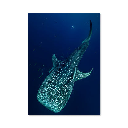 Poster Nage avec les Géants