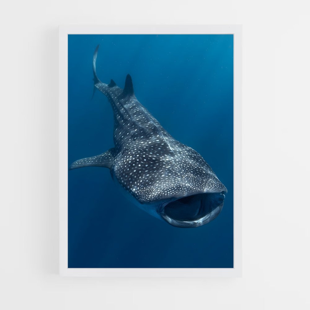ap-whale shark-4 cadre Blanc