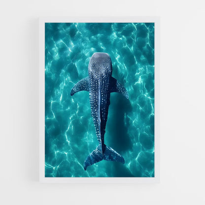 ap-whale shark-5 cadre Blanc