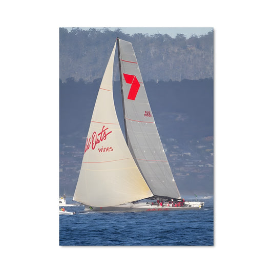 Poster Wild oats xi 80595