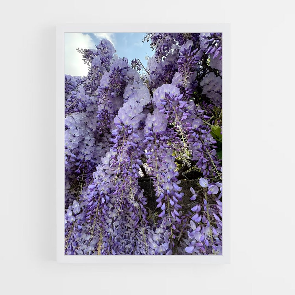 ap-wisteria-1 cadre Blanc
