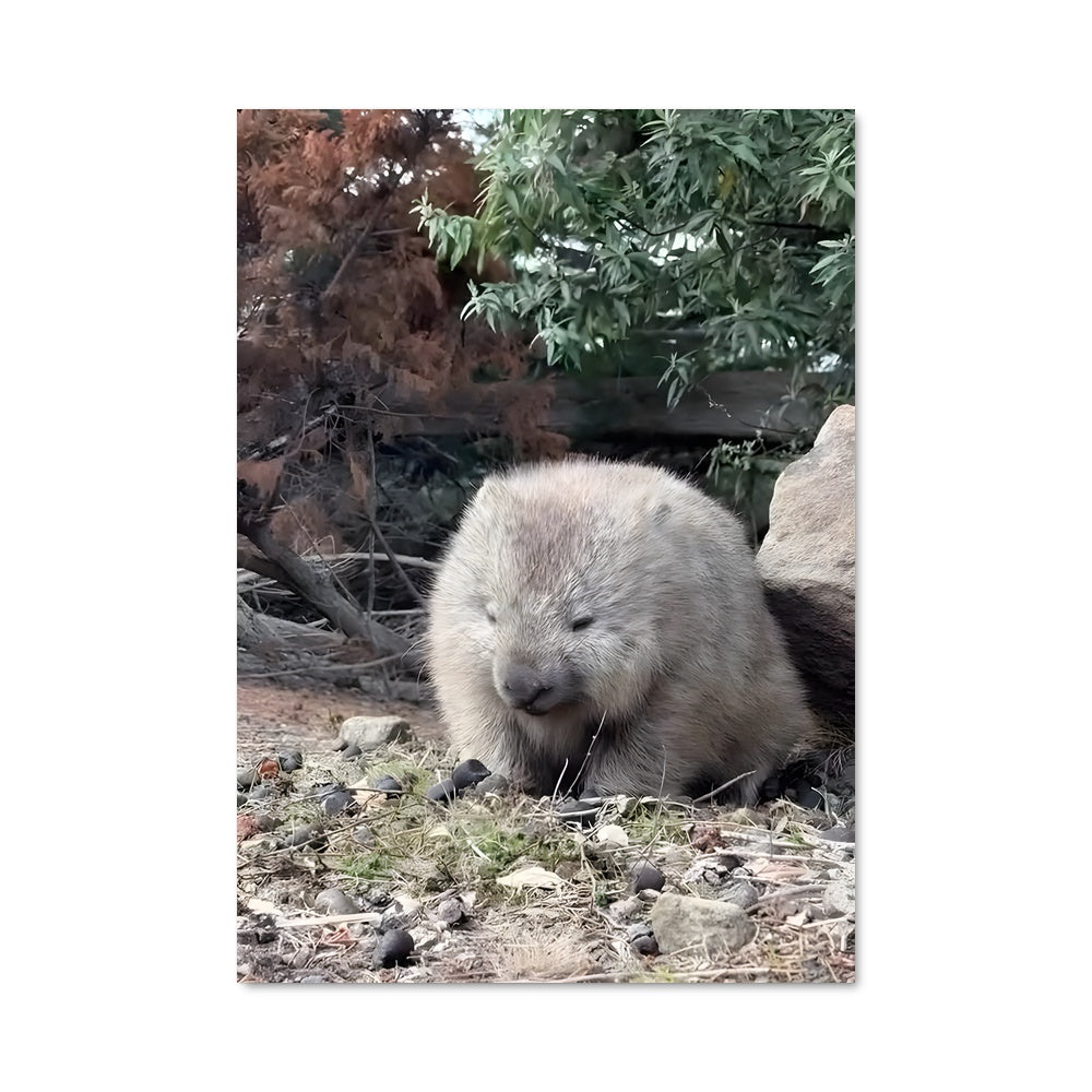 Poster Complices Câlins