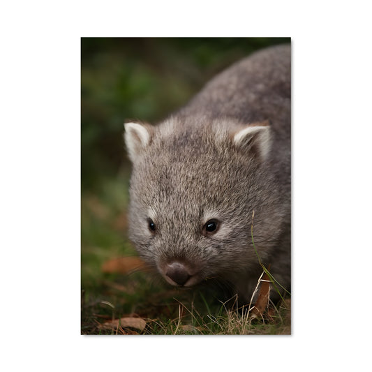 Poster Wombat dans l'Herbe