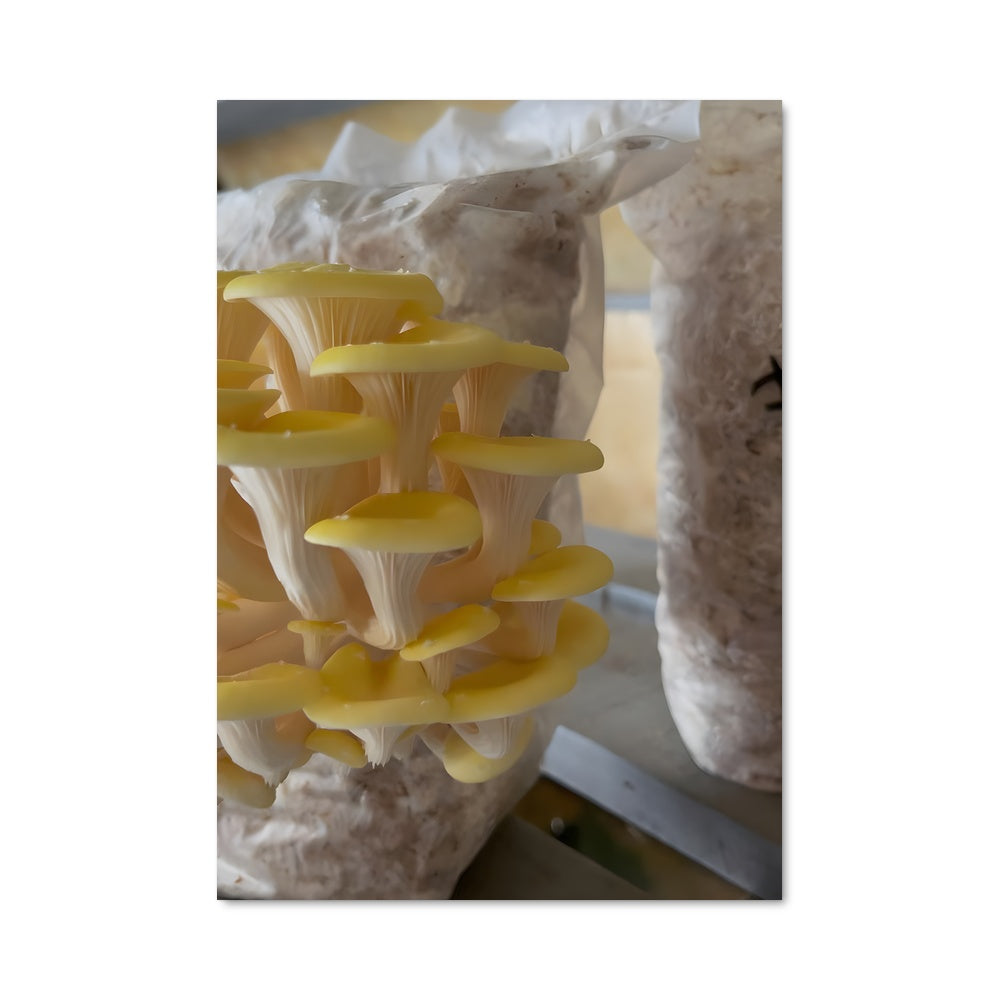 Poster Champignon Jaune