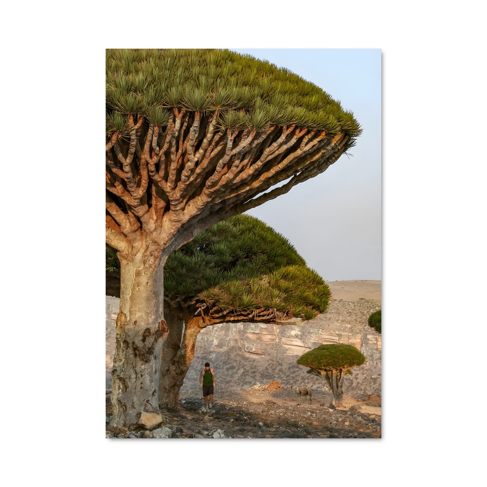 Poster Arbre Majestueux