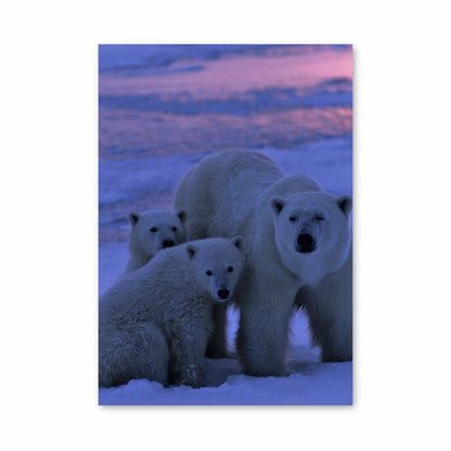 Poster Weiße Bärenfamilie