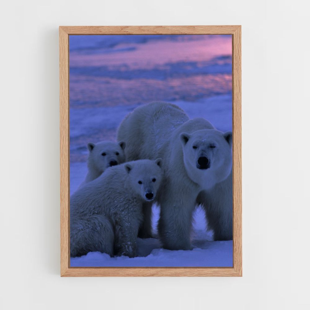 Poster Weiße Bärenfamilie