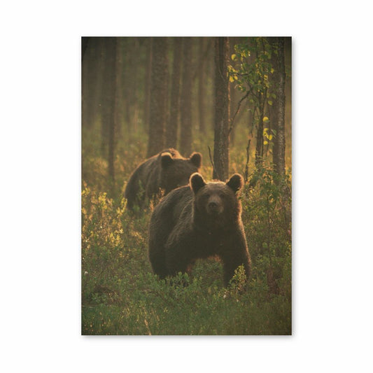 Poster zur Braunbärenfamilie