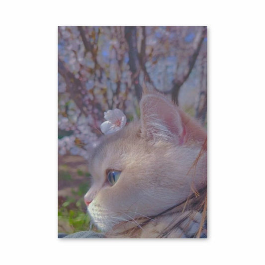 Sakura-Katzen-Poster