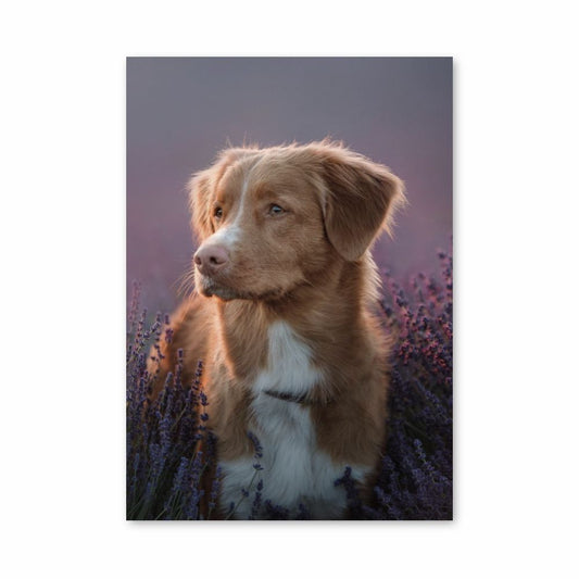 Lavendel-Hundeplakat