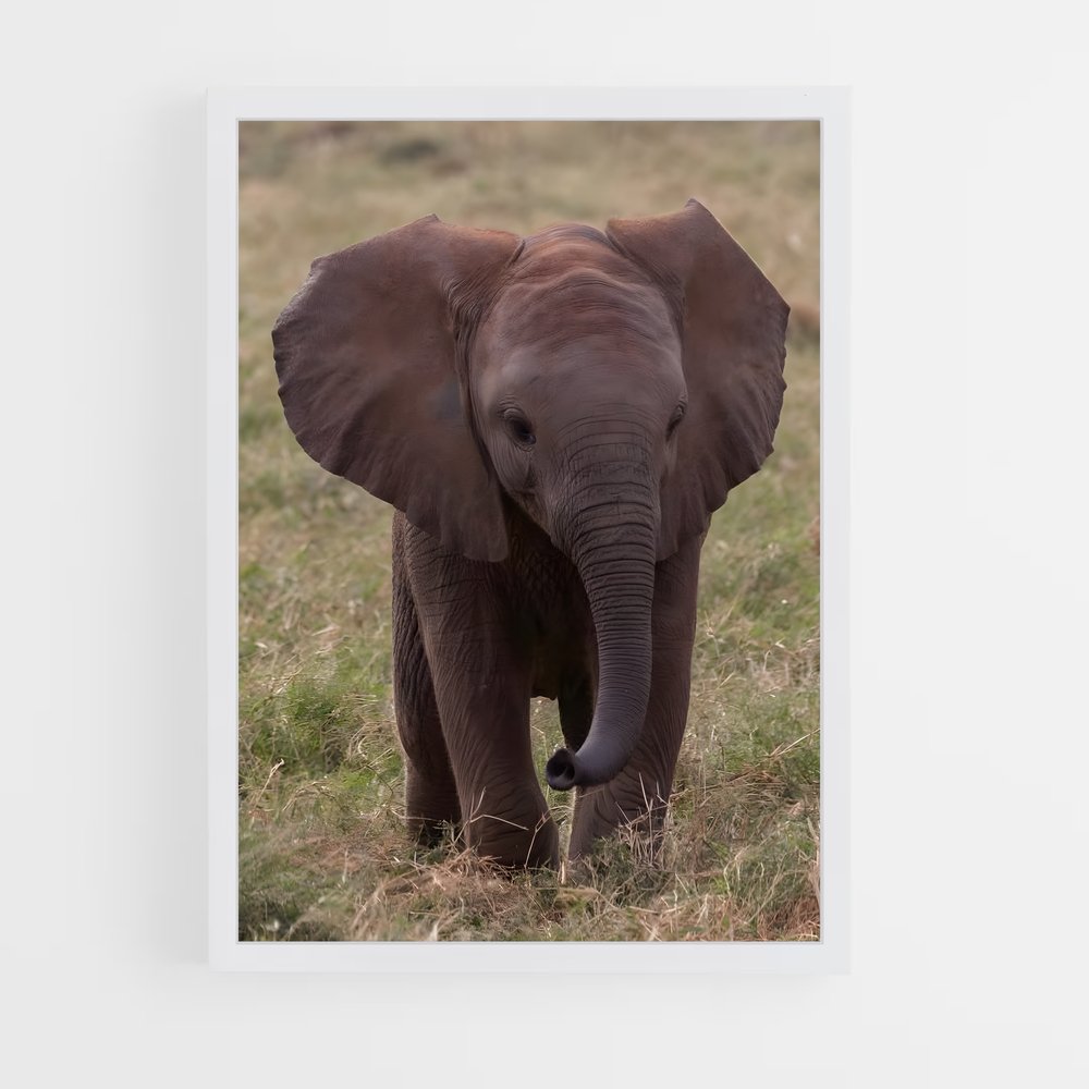elephant-5 cadre Blanc