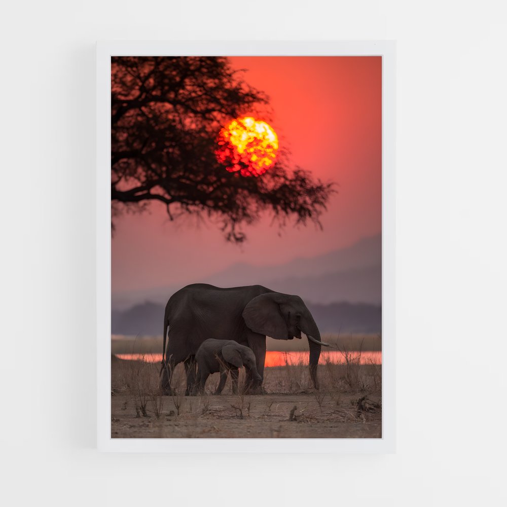 elephant-6 cadre Blanc