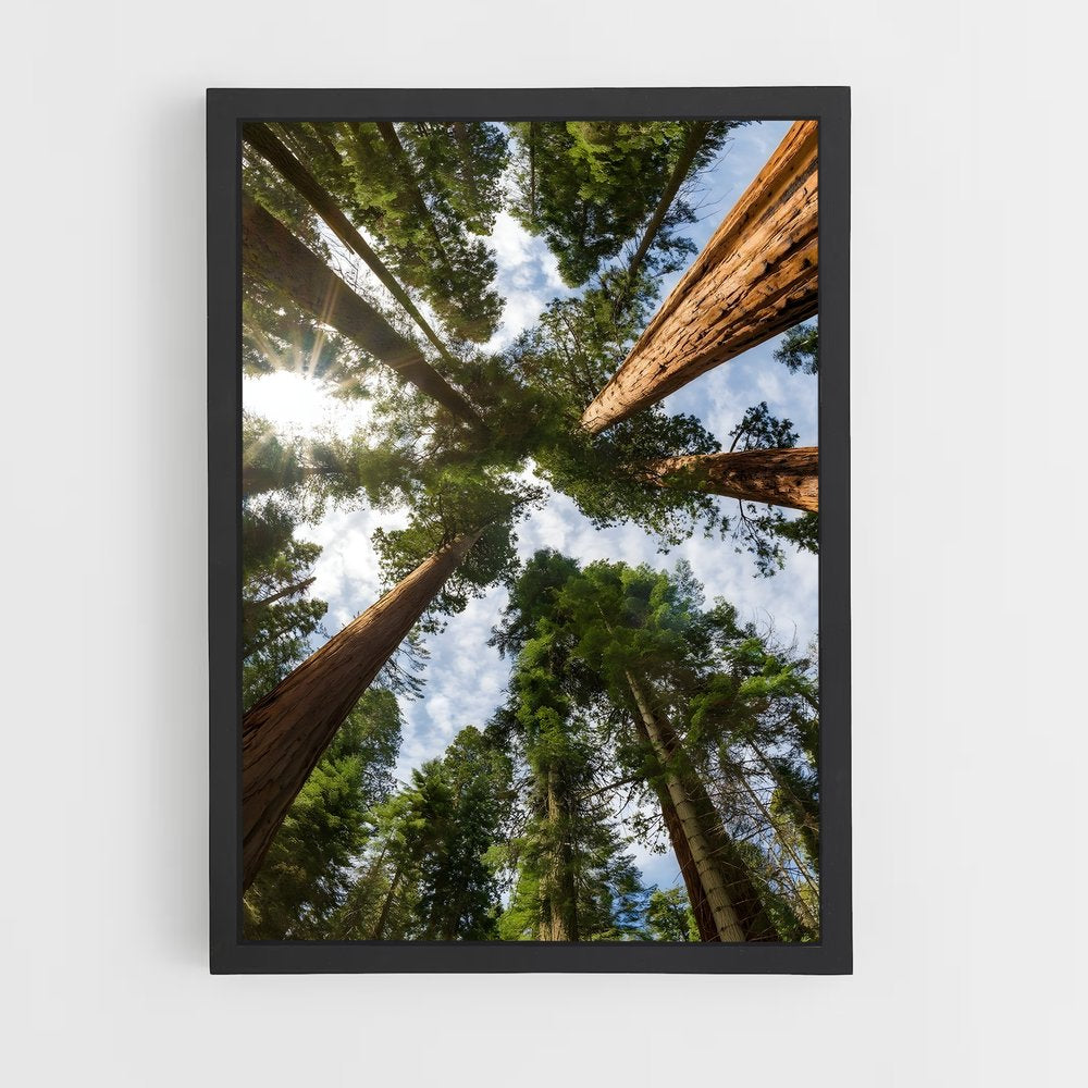 forest-1 cadre Noir