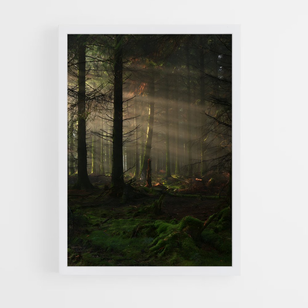 forest-2 cadre Blanc