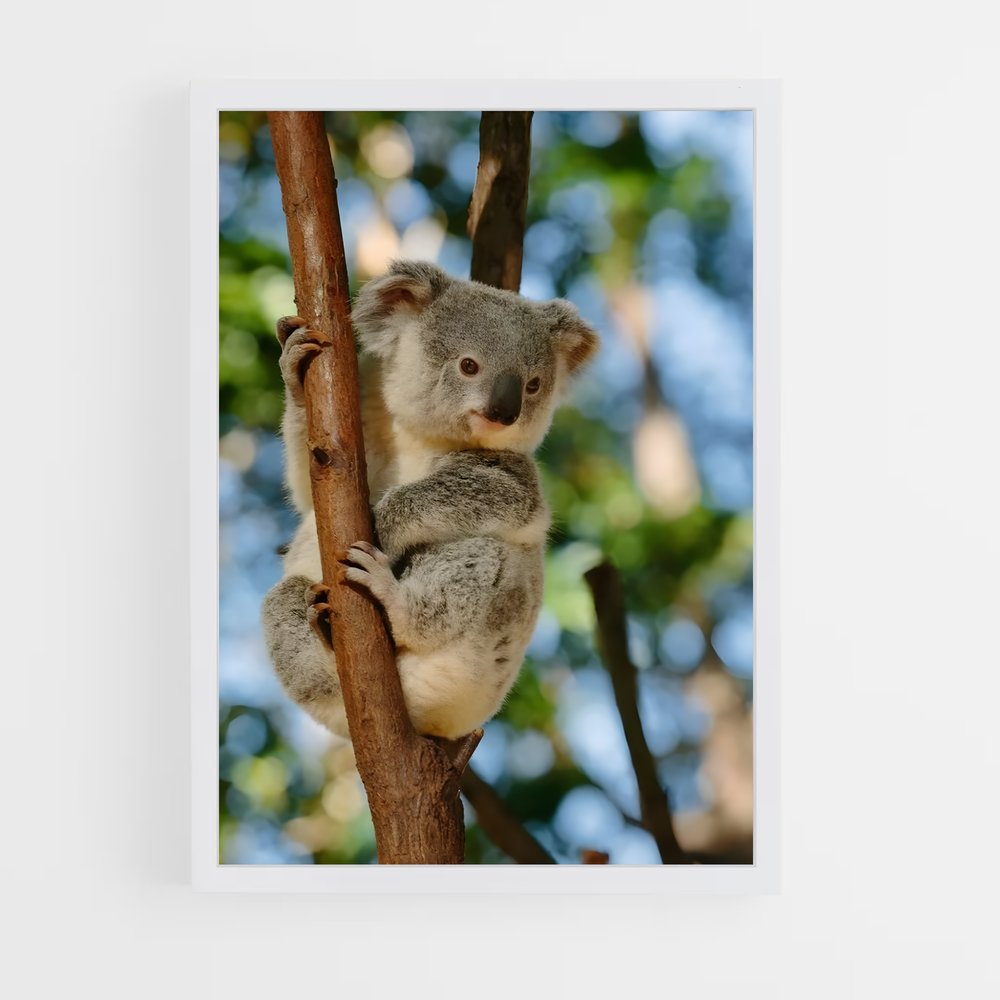 koala-5 cadre Blanc