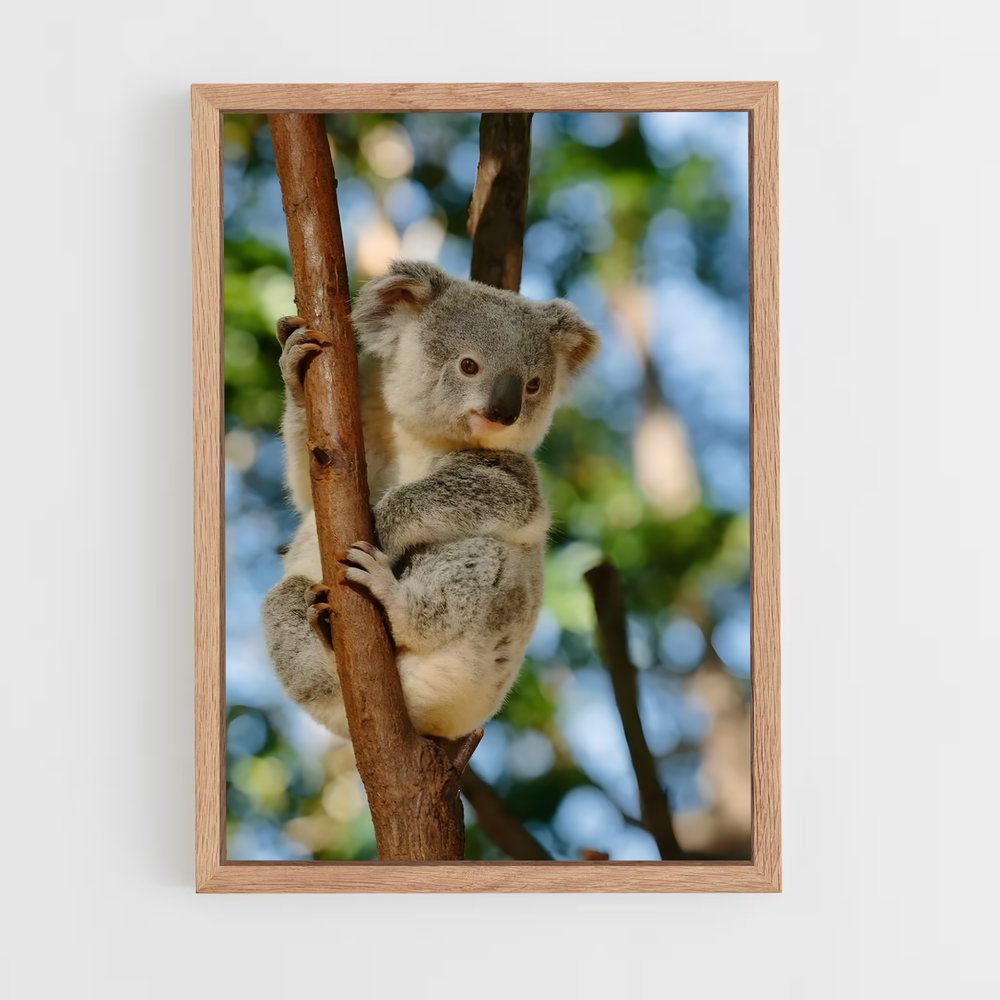 koala-5 cadre Bois clair