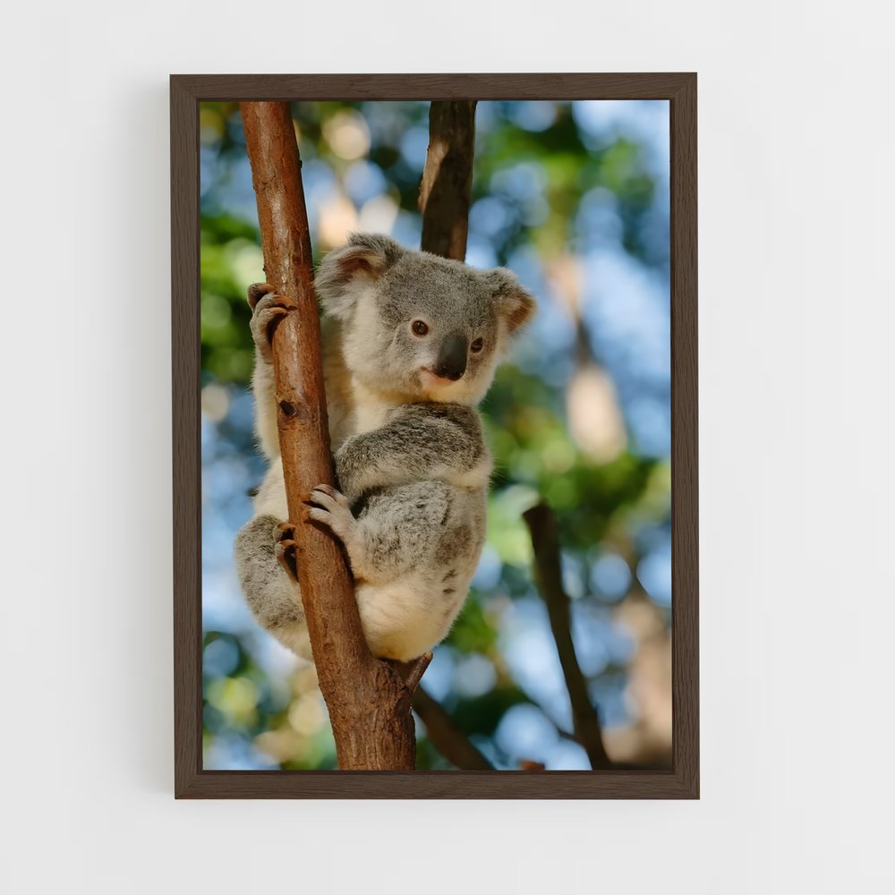 koala-5 cadre Bois foncé