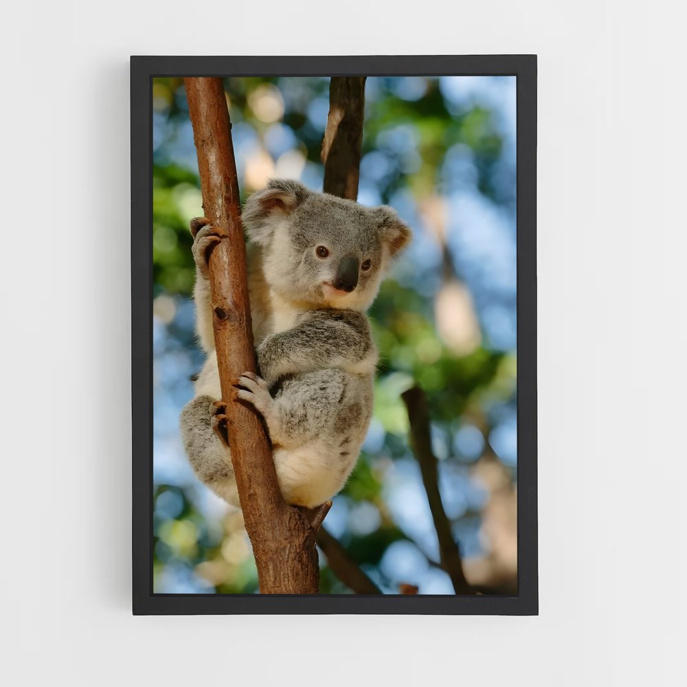 koala-5 cadre Noir