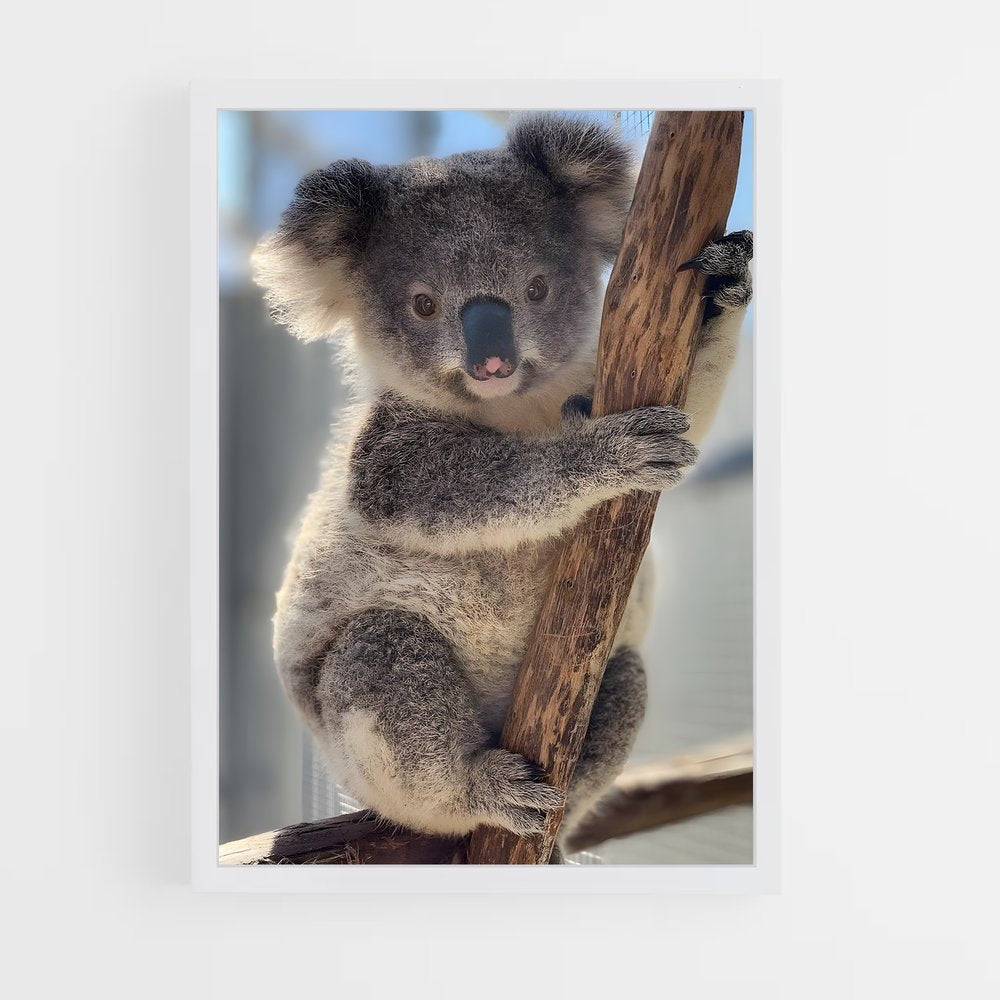 koala-6 cadre Blanc