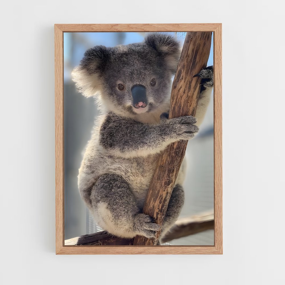 koala-6 cadre Bois clair