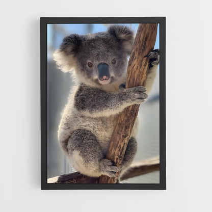 koala-6 cadre Noir