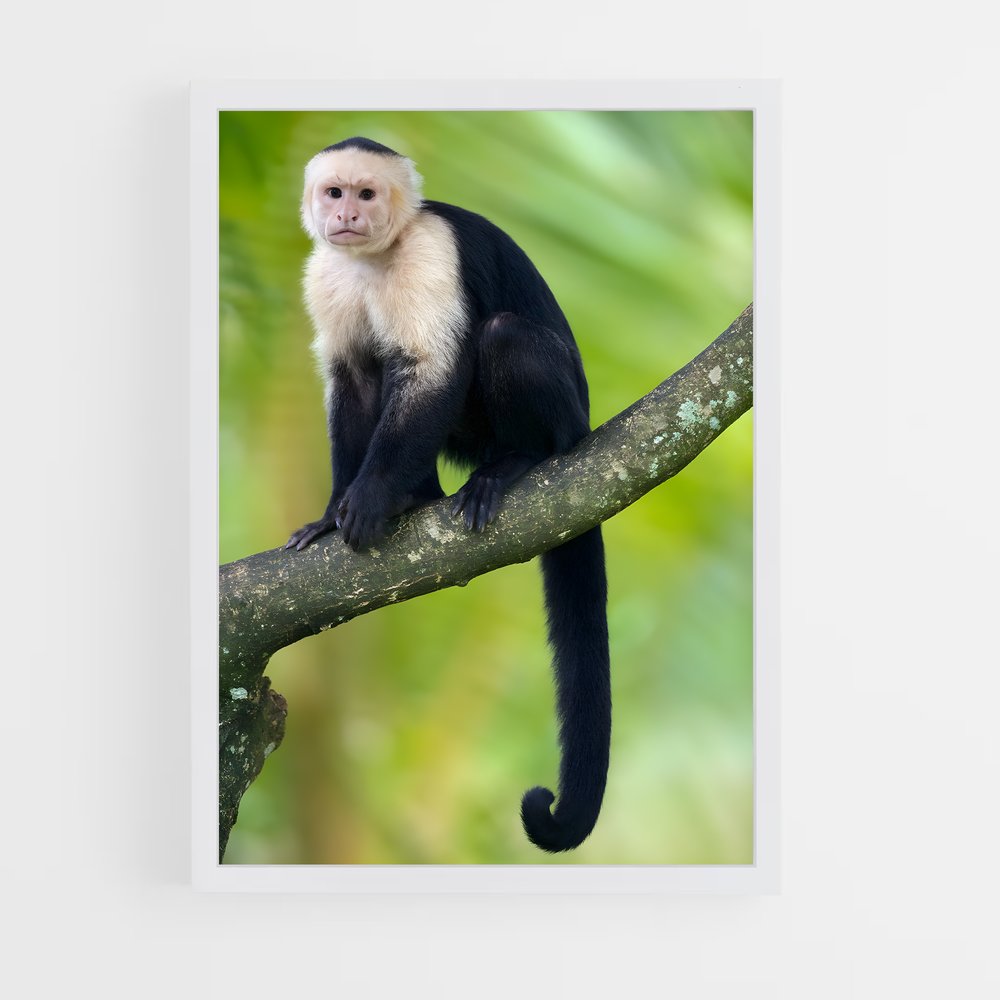 monkey-1 cadre Blanc