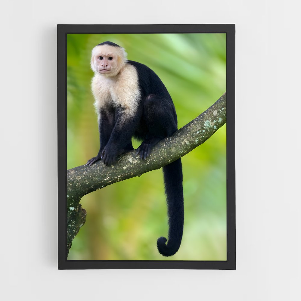 monkey-1 cadre Noir