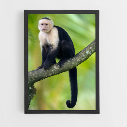 monkey-1 cadre Noir