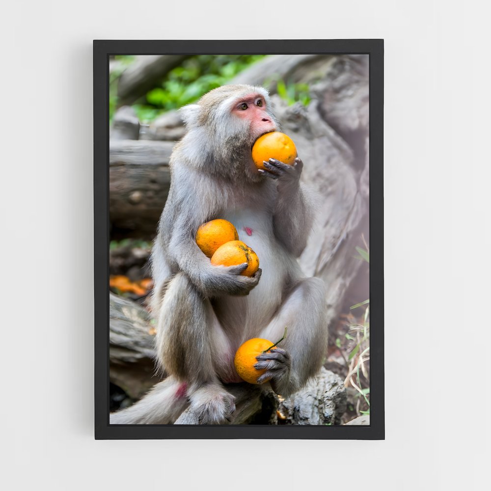 monkey-5 cadre Noir