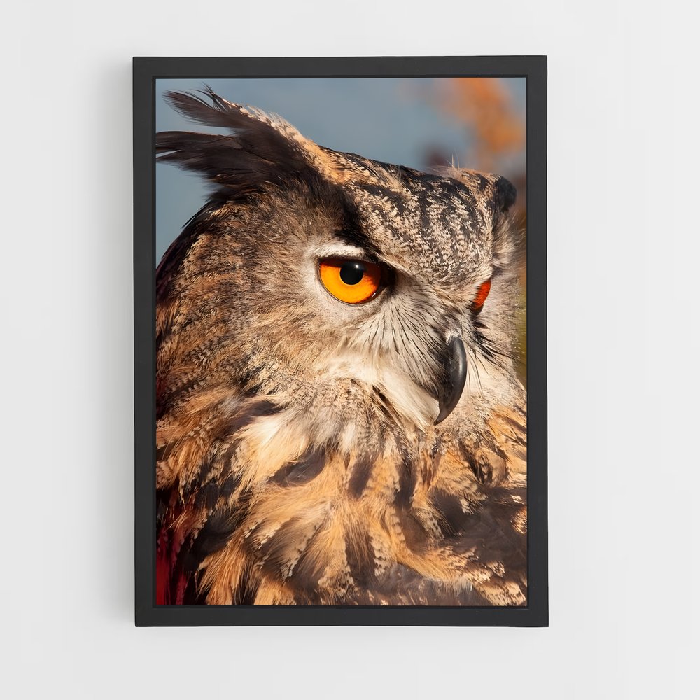 owl-4 cadre Noir
