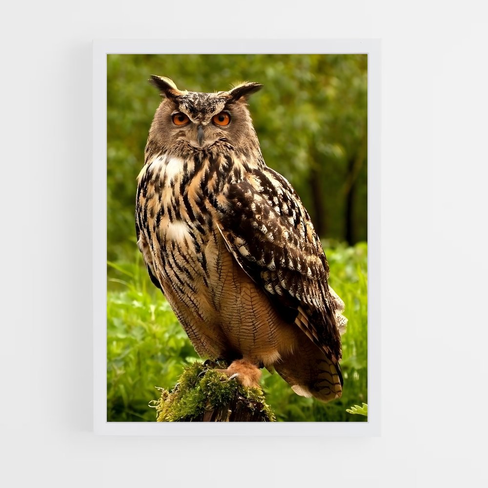 owl-5 cadre Blanc