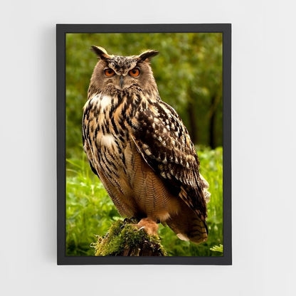 owl-5 cadre Noir