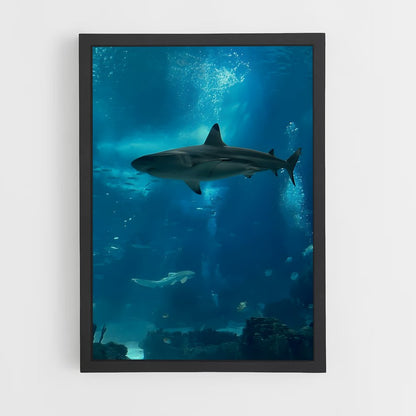 shark-6 cadre Noir