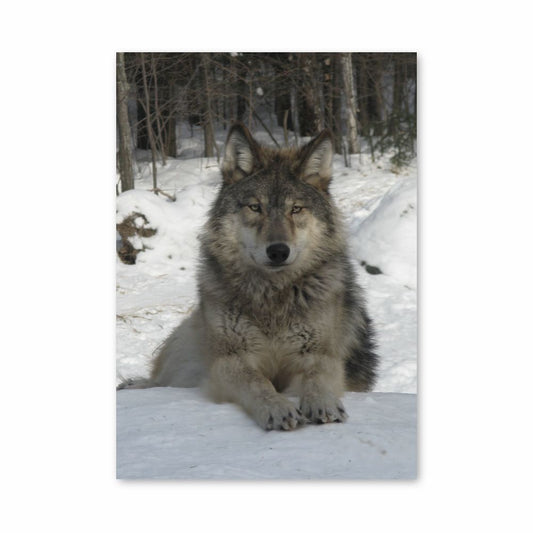 Schneewolf-Poster