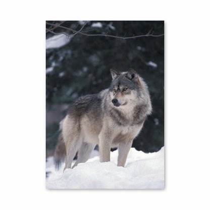 Winterwolf-Poster