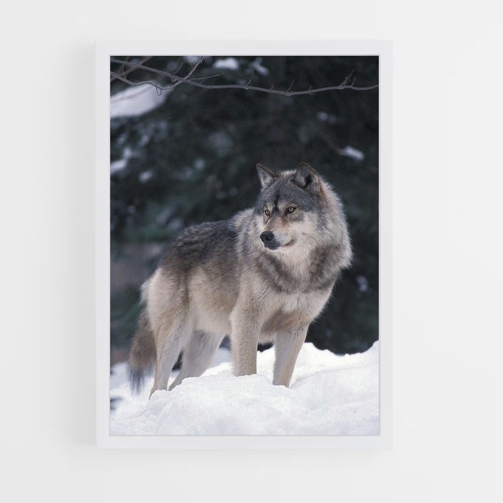 Winterwolf-Poster