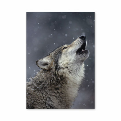 Singender Wolf Poster